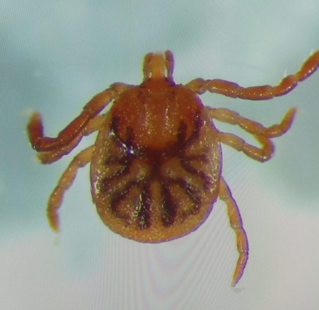 Picture of the nymph of Amblyomma americanum, also known as the lone star tick
