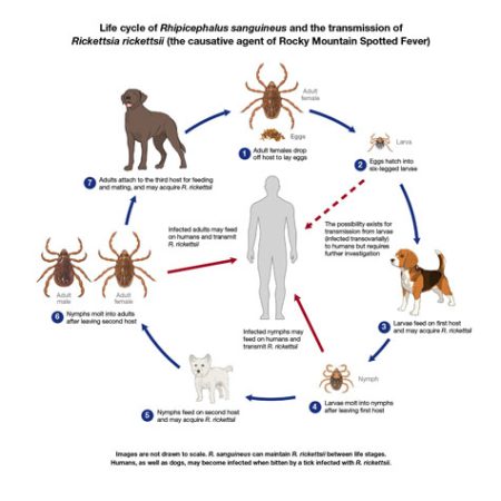 Ticks – SECVBD