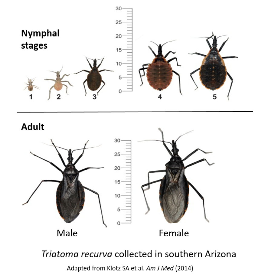 Kissing Bugs Secvbd 