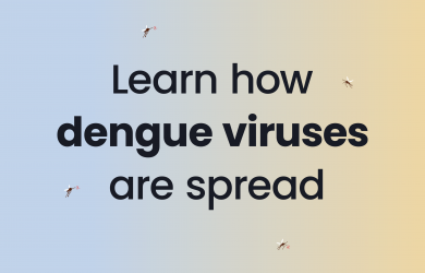 Illustration of several mosquitoes flying around a softly shaded background while bold text in the center reads “Learn how dengue viruses are spread,” with a small “CDC.gov” label at the bottom.