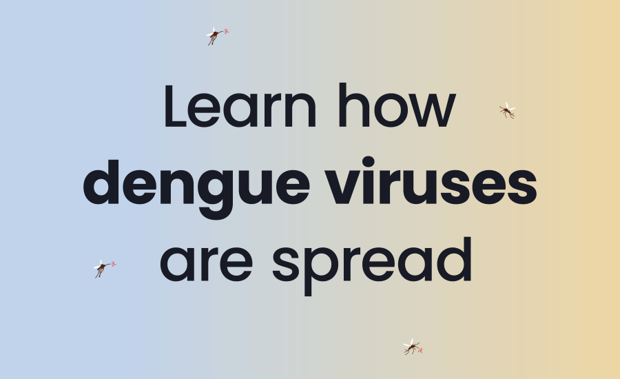 Illustration of several mosquitoes flying around a softly shaded background while bold text in the center reads “Learn how dengue viruses are spread,” with a small “CDC.gov” label at the bottom.
