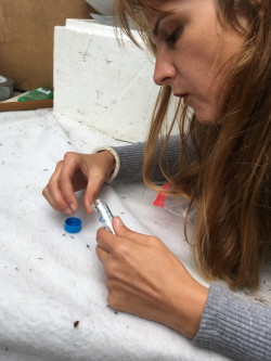 Dr. Ganser collecting a tick