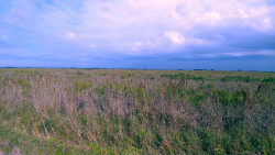 Kissimmee Prairie, FL