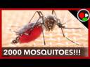 2000 Mosquitoes Feed on my Arm!