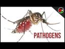 Mosquito Disease Transmission Explained